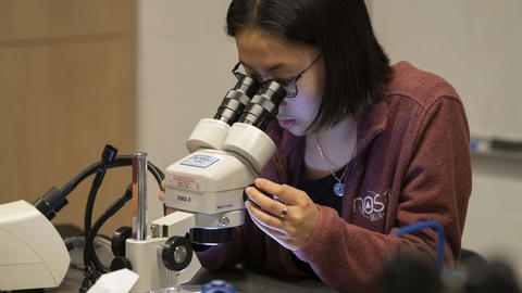 A student looks through a microscope