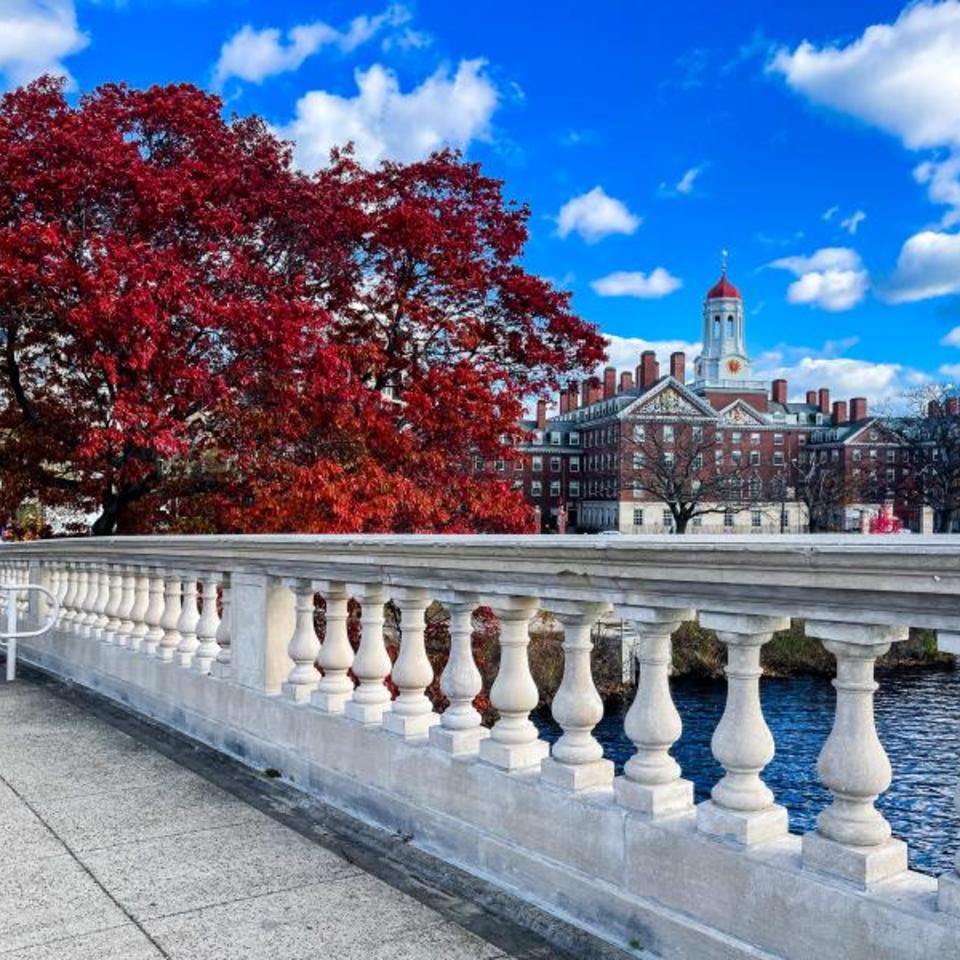 View of a tree filled with bright red leaves during a sunny fall Cambridge day from the Weeks Bridge with Dunster House in the background.